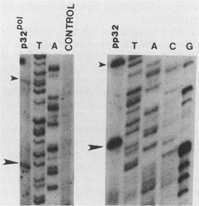 https://cdn.ncbi.nlm.nih.gov/pmc/blobs/be63/253392/475d905f5a99/jvirol00086-0163-a.jpg