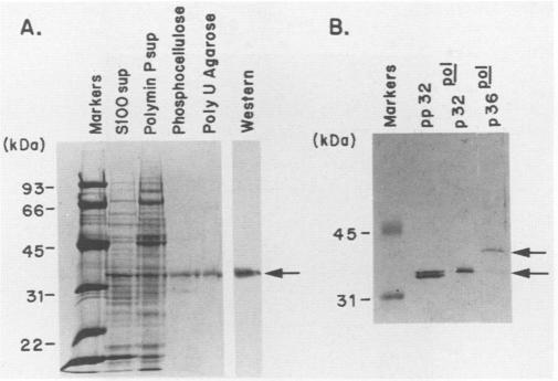 https://cdn.ncbi.nlm.nih.gov/pmc/blobs/be63/253392/a2cf921c4ae1/jvirol00086-0161-b.jpg