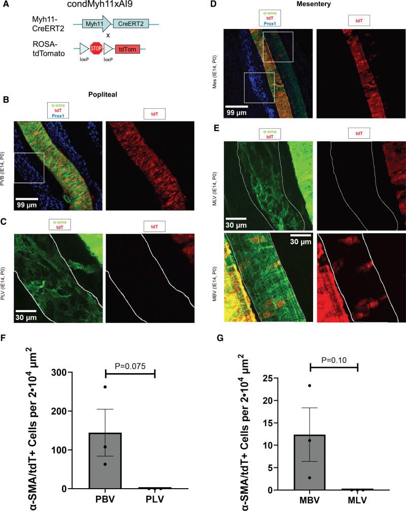 https://cdn.ncbi.nlm.nih.gov/pmc/blobs/be6b/12188807/b0477014b0f6/atv-45-1207-g006.jpg