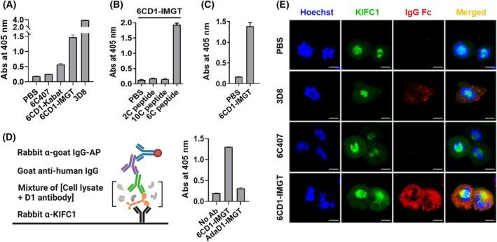 https://cdn.ncbi.nlm.nih.gov/pmc/blobs/be75/12104855/d54be66282c3/FEB2-599-1442-g008.jpg