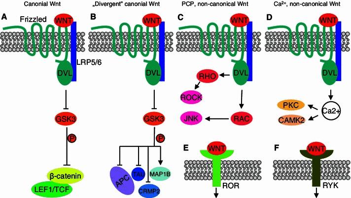 https://cdn.ncbi.nlm.nih.gov/pmc/blobs/be79/3653035/6601abe67cd7/11064_2013_980_Fig2_HTML.jpg