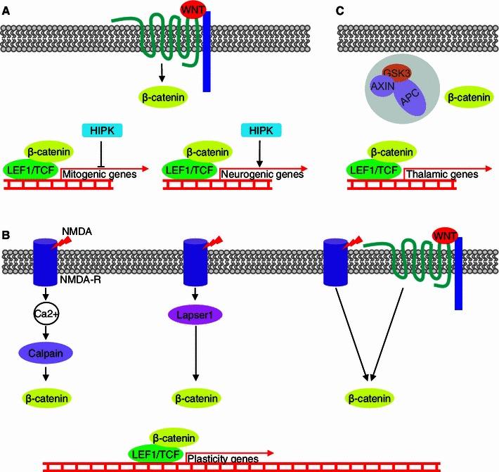 https://cdn.ncbi.nlm.nih.gov/pmc/blobs/be79/3653035/a3460edb1965/11064_2013_980_Fig3_HTML.jpg