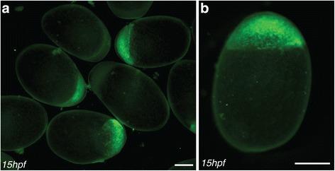 https://cdn.ncbi.nlm.nih.gov/pmc/blobs/be7a/5701313/9f6888995293/12861_2017_157_Fig4_HTML.jpg