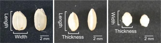 https://cdn.ncbi.nlm.nih.gov/pmc/blobs/be7b/12395201/ff3ac8bbdc47/75_147-g001.jpg