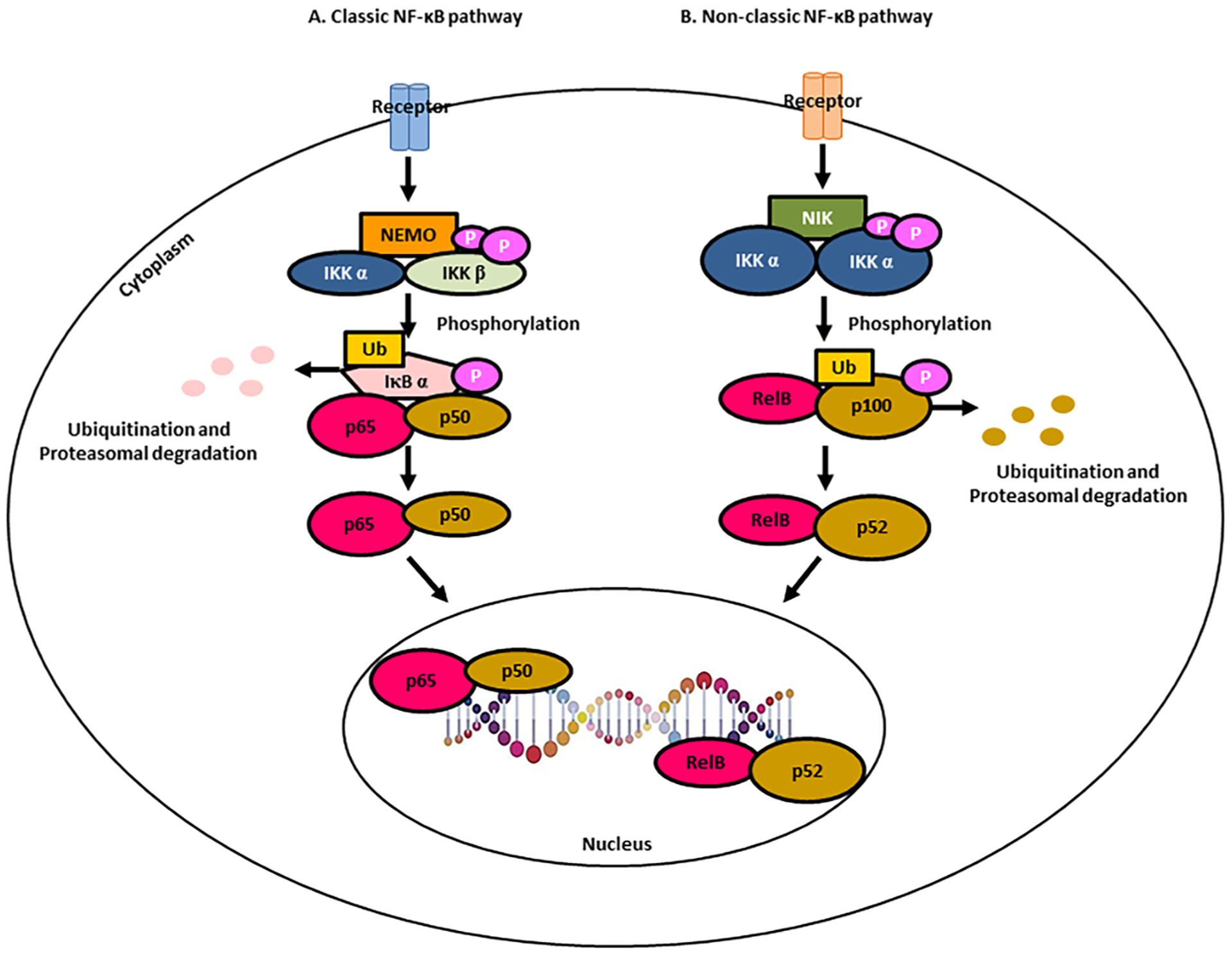 https://cdn.ncbi.nlm.nih.gov/pmc/blobs/be7d/10591792/23b8132ef009/nihms-1934806-f0001.jpg