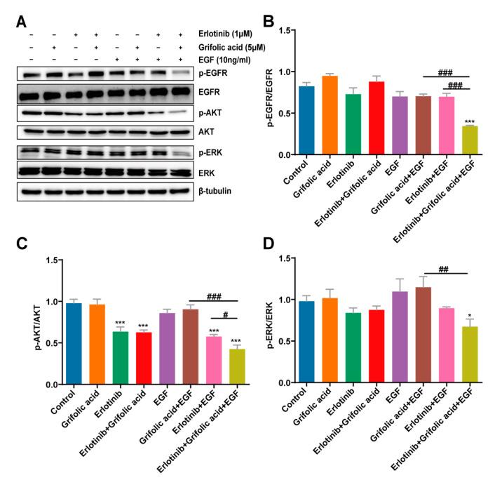 https://cdn.ncbi.nlm.nih.gov/pmc/blobs/be84/11765843/9f3b2fcf01be/ijms-26-00629-g004.jpg