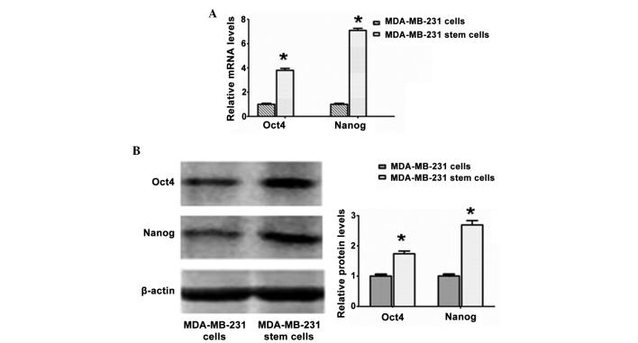 https://cdn.ncbi.nlm.nih.gov/pmc/blobs/be84/4270319/54696c89f82d/MMR-11-03-1647-g01.jpg