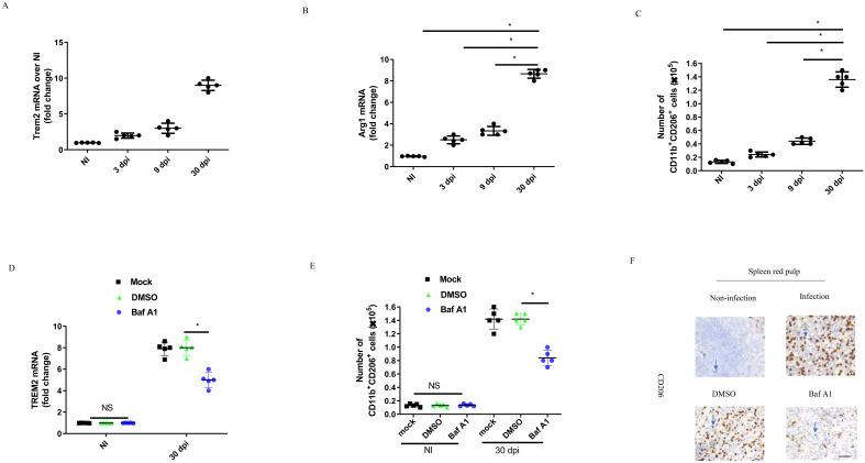 https://cdn.ncbi.nlm.nih.gov/pmc/blobs/be8f/11532147/be21057c1ac9/fimmu-15-1466520-g006.jpg