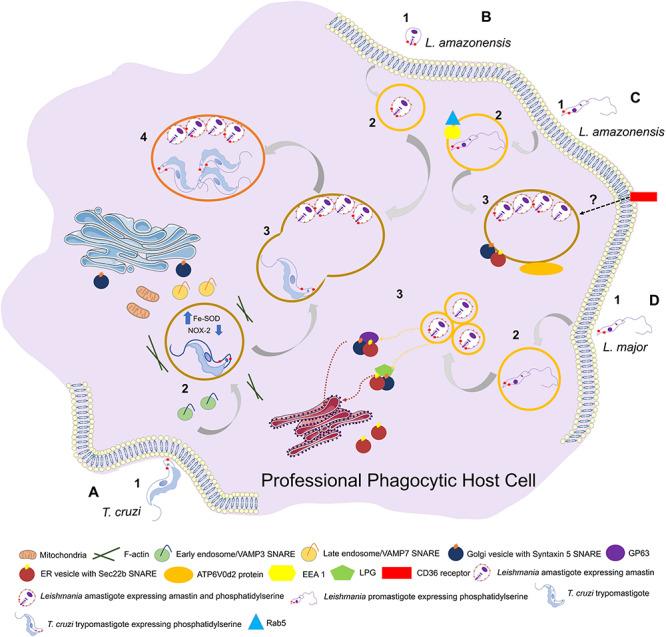 https://cdn.ncbi.nlm.nih.gov/pmc/blobs/be94/7297907/1ee0630a8c7f/fcell-08-00396-g002.jpg