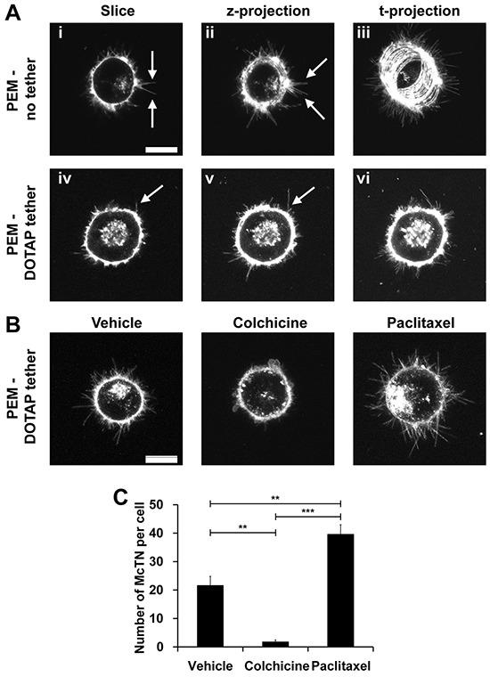 https://cdn.ncbi.nlm.nih.gov/pmc/blobs/be98/4891134/f53bbd878554/oncotarget-07-10486-g005.jpg