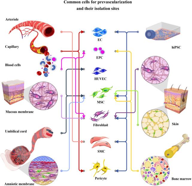 https://cdn.ncbi.nlm.nih.gov/pmc/blobs/be99/8655789/1b71b0e0919b/fbioe-09-745314-g001.jpg