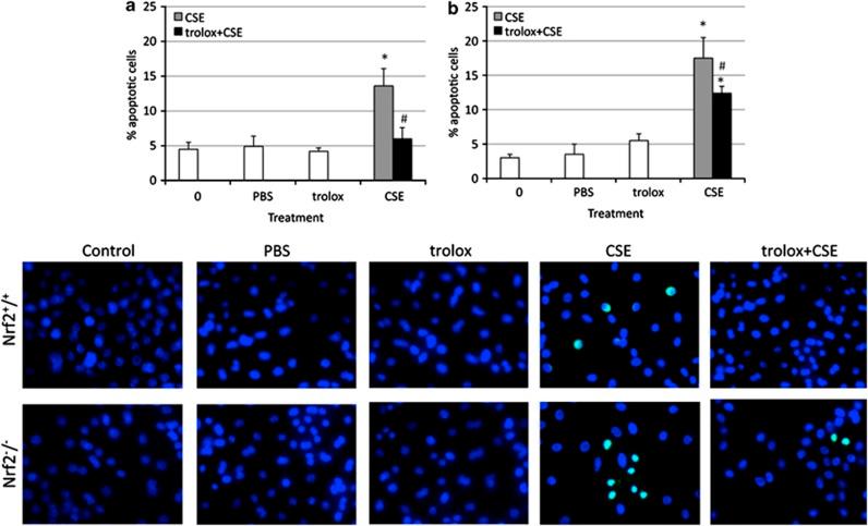 https://cdn.ncbi.nlm.nih.gov/pmc/blobs/be9a/3668634/80f05864a91e/cddis201396f4.jpg
