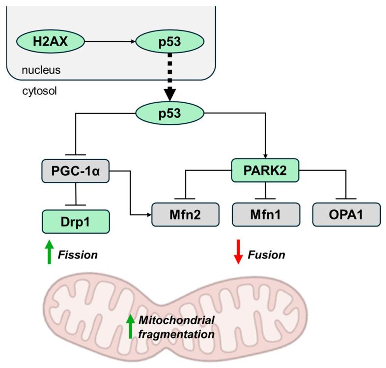 https://cdn.ncbi.nlm.nih.gov/pmc/blobs/be9c/11817679/79f2ec14d6a9/ijms-26-00993-g002.jpg