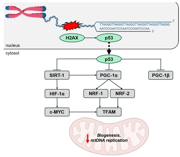 https://cdn.ncbi.nlm.nih.gov/pmc/blobs/be9c/11817679/c1d29bf77247/ijms-26-00993-g001.jpg