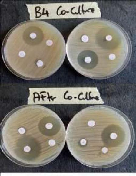 https://cdn.ncbi.nlm.nih.gov/pmc/blobs/bea2/11004782/76542eb4e326/AJID-18-8-g004.jpg