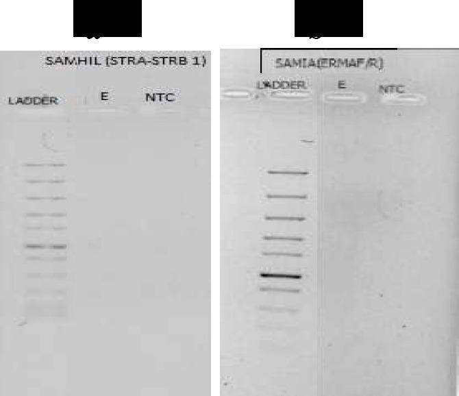 https://cdn.ncbi.nlm.nih.gov/pmc/blobs/bea2/11004782/89f28b7ef814/AJID-18-8-g005.jpg