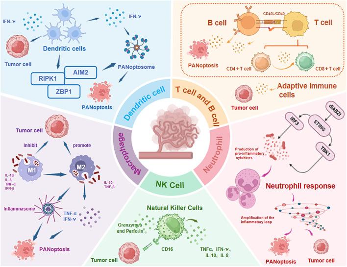 https://cdn.ncbi.nlm.nih.gov/pmc/blobs/bea2/12360039/4a82d9e3674d/fimmu-16-1626411-g006.jpg