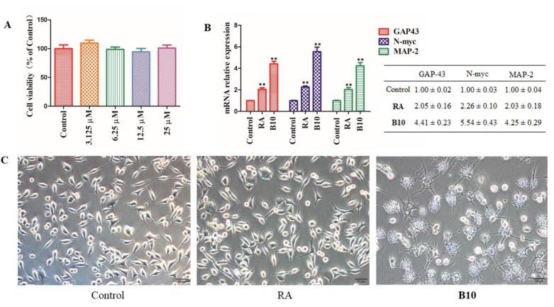 https://cdn.ncbi.nlm.nih.gov/pmc/blobs/bea3/7140427/eafc6ad71eb7/cells-09-00649-g006.jpg