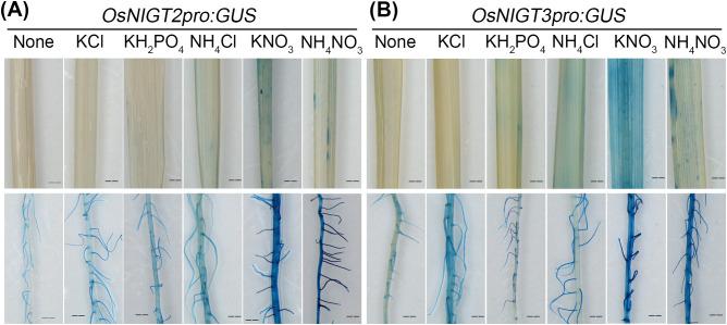https://cdn.ncbi.nlm.nih.gov/pmc/blobs/bea6/12263960/b534bcc1c4e1/fpls-16-1591808-g002.jpg