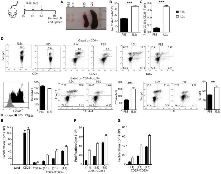 https://cdn.ncbi.nlm.nih.gov/pmc/blobs/bea8/5399033/ce69f5068aca/fimmu-08-00421-g001.jpg