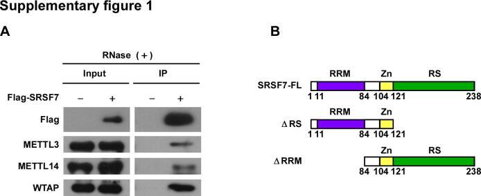 https://cdn.ncbi.nlm.nih.gov/pmc/blobs/beab/10787126/b7158ae16c94/fx1.jpg