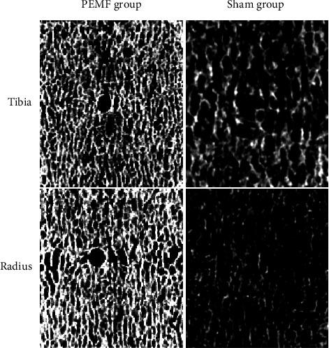 https://cdn.ncbi.nlm.nih.gov/pmc/blobs/beab/8302368/811fcdd18a3f/BMRI2021-4650057.001.jpg