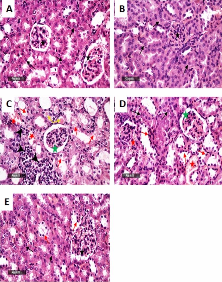https://cdn.ncbi.nlm.nih.gov/pmc/blobs/bead/11699121/47bf9b836531/41598_2024_82163_Fig9_HTML.jpg