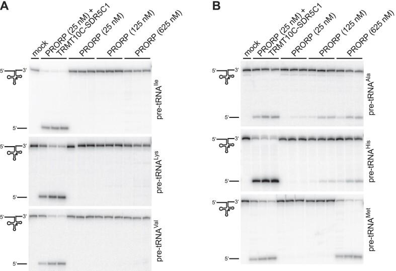 https://cdn.ncbi.nlm.nih.gov/pmc/blobs/beb1/10602865/f5009df7074f/gkad713fig1.jpg