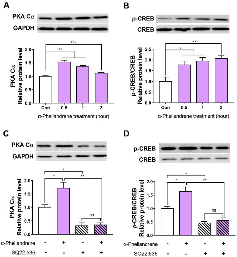 https://cdn.ncbi.nlm.nih.gov/pmc/blobs/beb7/9409021/abd5a0d47fcf/ijms-23-08959-g003.jpg