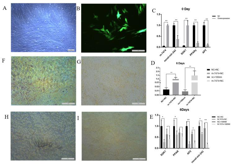 https://cdn.ncbi.nlm.nih.gov/pmc/blobs/beb9/9032878/c2157760bf25/genes-13-00668-g007.jpg