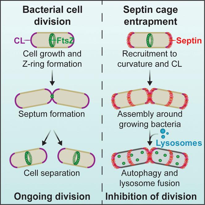 https://cdn.ncbi.nlm.nih.gov/pmc/blobs/bebd/6299245/5e9079efbf90/fx1.jpg