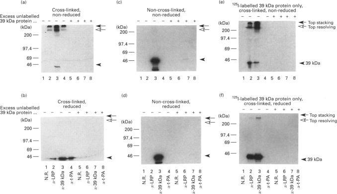 https://cdn.ncbi.nlm.nih.gov/pmc/blobs/bebe/1137774/227838222134/biochemj00097-0337-a.jpg