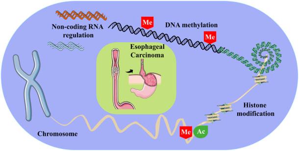 https://cdn.ncbi.nlm.nih.gov/pmc/blobs/bebf/9871503/b85484ecdacc/fgene-13-1087479-g001.jpg