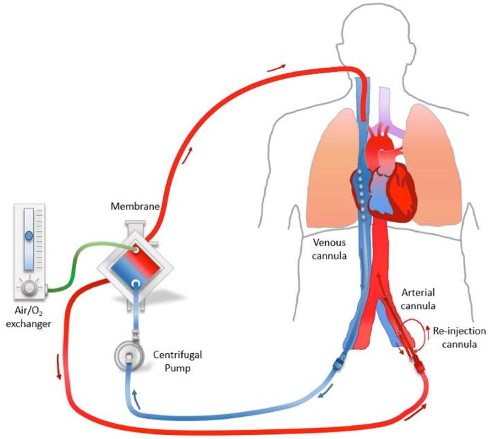 https://cdn.ncbi.nlm.nih.gov/pmc/blobs/bec0/8554049/991303775720/fmed-08-731047-g0002.jpg