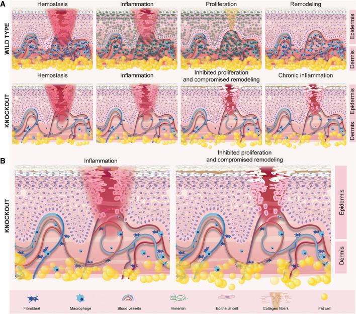 https://cdn.ncbi.nlm.nih.gov/pmc/blobs/bec1/9067405/3ef5d63966f6/391f02.jpg