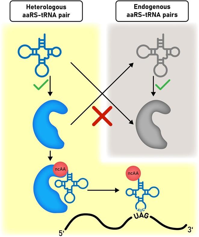 https://cdn.ncbi.nlm.nih.gov/pmc/blobs/bec2/10767842/841a3ac68b72/gkad1090fig1.jpg