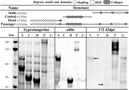 https://cdn.ncbi.nlm.nih.gov/pmc/blobs/bec6/2820231/0bed9ea1f2f8/vetres-41-26-fig4.jpg