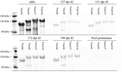https://cdn.ncbi.nlm.nih.gov/pmc/blobs/bec6/2820231/b0bbf8f90d3b/vetres-41-26-fig5.jpg