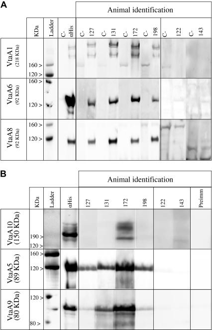 https://cdn.ncbi.nlm.nih.gov/pmc/blobs/bec6/2820231/d13f58971c67/vetres-41-26-fig2.jpg