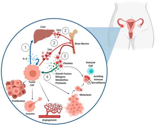 https://cdn.ncbi.nlm.nih.gov/pmc/blobs/bec6/7663176/cc70c1423d3a/ijms-21-08169-g001.jpg