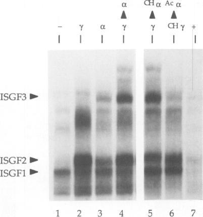 https://cdn.ncbi.nlm.nih.gov/pmc/blobs/bed0/551785/7e7df3796073/emboj00231-0137-b.jpg