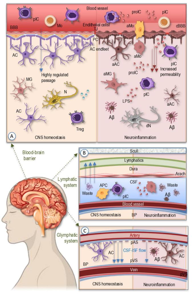 https://cdn.ncbi.nlm.nih.gov/pmc/blobs/bedf/12202344/3d362bc8e138/fncel-19-1590002-g001.jpg