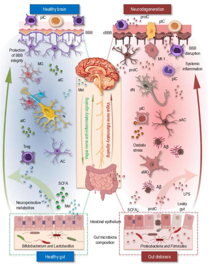 https://cdn.ncbi.nlm.nih.gov/pmc/blobs/bedf/12202344/7b9dec0e367c/fncel-19-1590002-g002.jpg