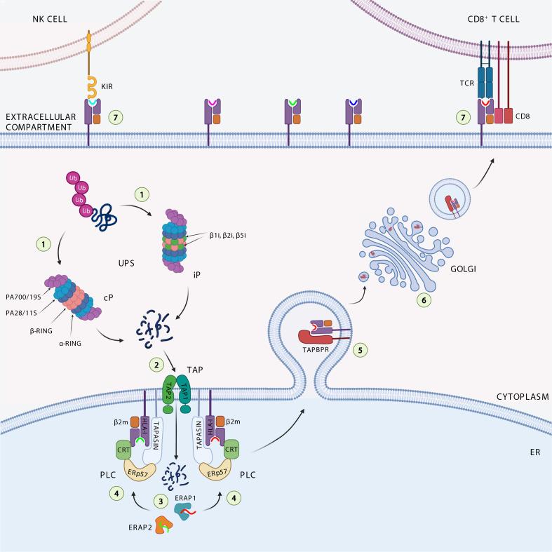 https://cdn.ncbi.nlm.nih.gov/pmc/blobs/bee0/9352877/05fcf31dc974/fimmu-13-948297-g001.jpg