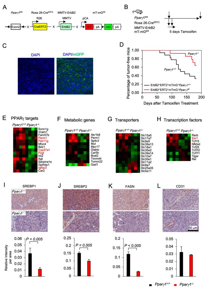https://cdn.ncbi.nlm.nih.gov/pmc/blobs/bee1/8125290/61b014b15ea8/cancers-13-02171-g001.jpg