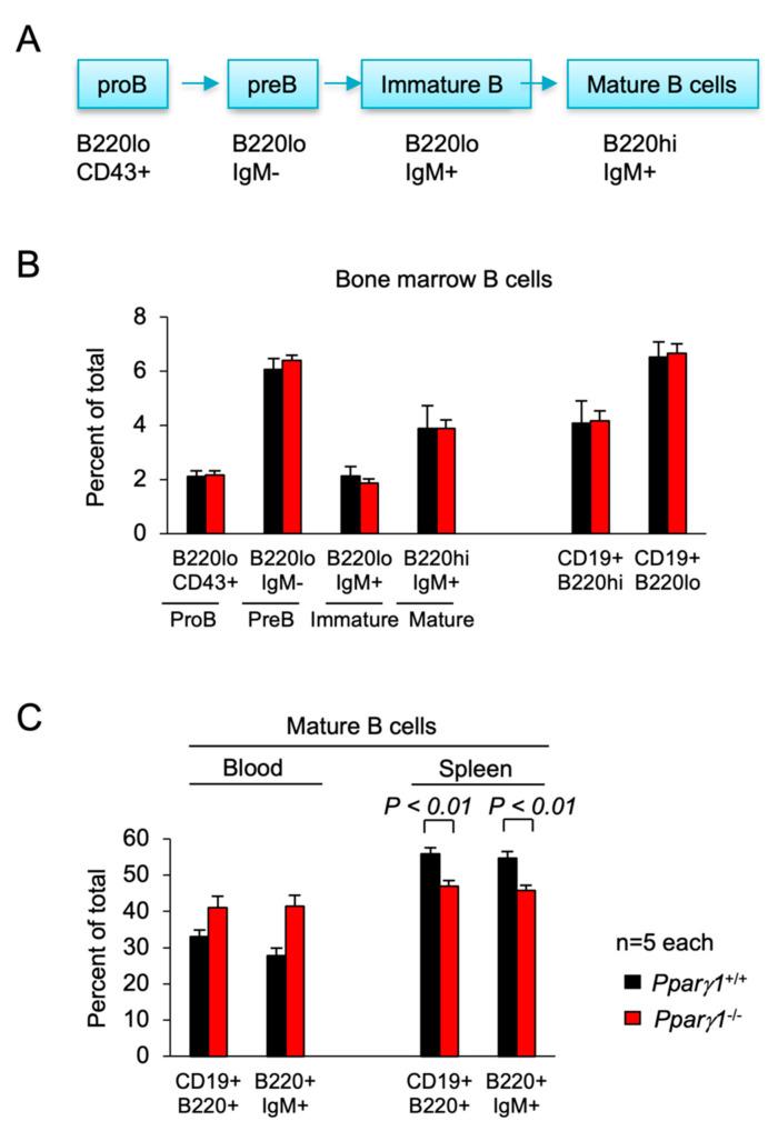 https://cdn.ncbi.nlm.nih.gov/pmc/blobs/bee1/8125290/9961276dfbe3/cancers-13-02171-g004.jpg