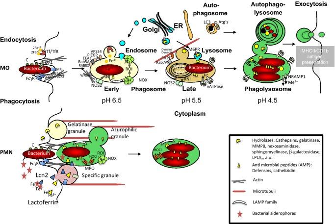 https://cdn.ncbi.nlm.nih.gov/pmc/blobs/bee5/4368383/8ea58d0572ca/imr0264-0182-f1.jpg