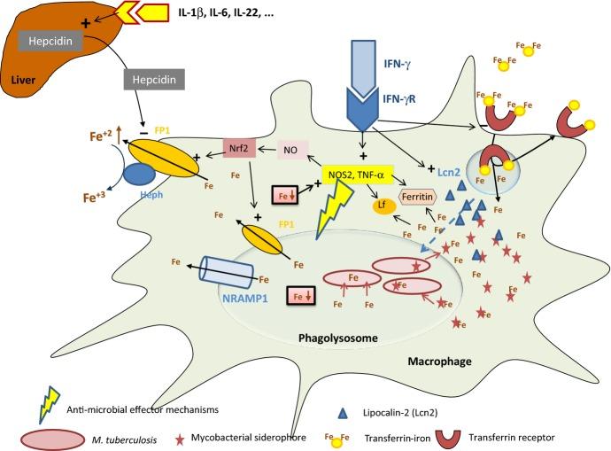 https://cdn.ncbi.nlm.nih.gov/pmc/blobs/bee5/4368383/d5c6e278c3c9/imr0264-0182-f2.jpg