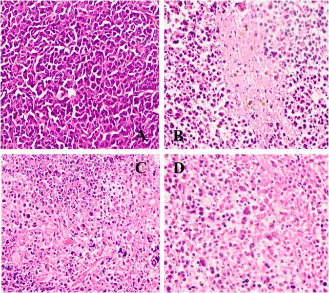 https://cdn.ncbi.nlm.nih.gov/pmc/blobs/bee6/7982401/638c42898271/fphar-12-632877-g009.jpg