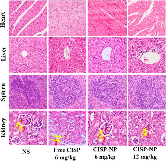 https://cdn.ncbi.nlm.nih.gov/pmc/blobs/bee6/7982401/d4c8e71fa1c9/fphar-12-632877-g010.jpg